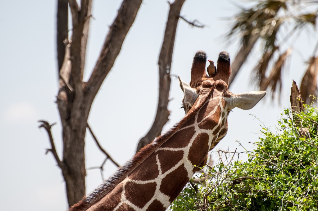 close up of the back of the head of a reticulated giraffe with a red-billed oxpecker seated between the giraffe's horns and looking towards the camera