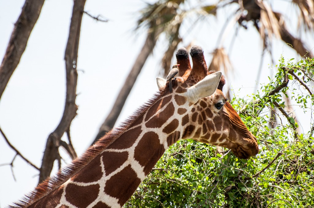 close-up of a reticulated giraffe showing side profile of its head with an oxpecker perched between the ears and behind the horns