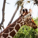 close-up of a reticulated giraffe showing side profile of its head with an oxpecker perched between the ears and behind the horns