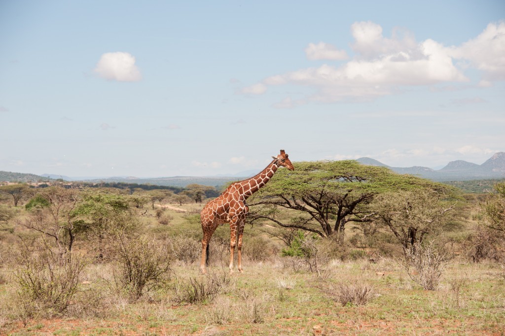 reticulated giraffe in the Samburu landscape