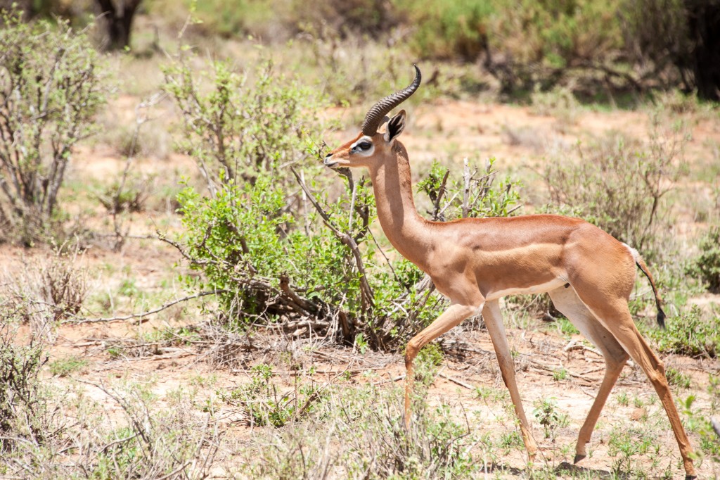 Moving right to left this gerenuk has beautiful horns and stunning face markings