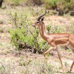 Moving right to left this gerenuk has beautiful horns and stunning face markings