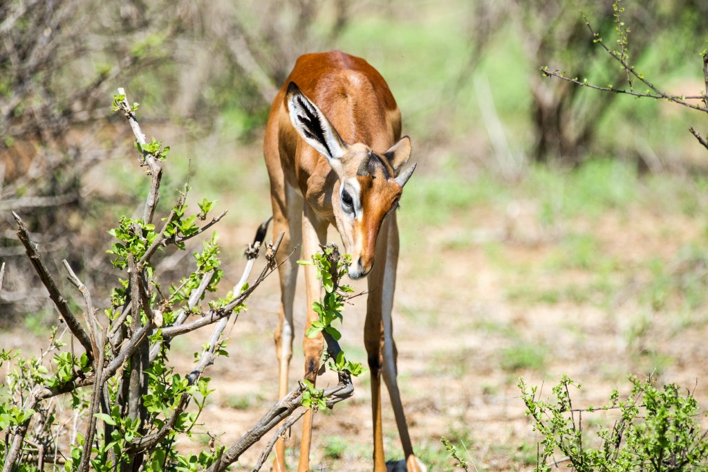 such large ears for such a young gerenuk