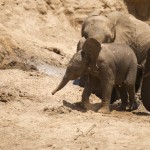 baby elephant finally pops up on to all 4 legs