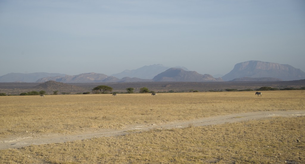 a vast yellow plain stretches to distant hills in shades of blue and grey. A thin line of zebra are crossing dwarfed by the landscape.