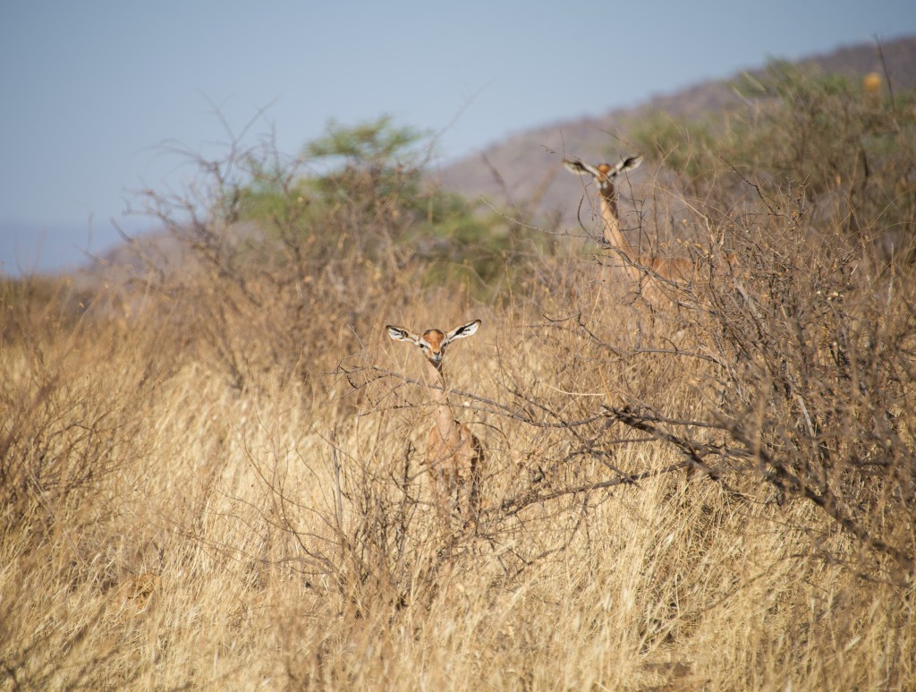 the baby gerenuk in the front peered over the scrub at us for quite a while. Mum checked us out but then went back to feeding