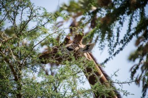 close-up of the head of a reticulated giraffe feeding on thorny acacia