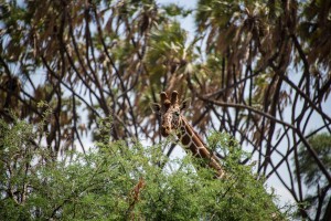 reticulated giraffe looking over the acacia bush it is feeding on with palm trees in the background