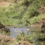 picture of baboons at the stream drinking with a young baboon leaping from the bank to a stepping stone.