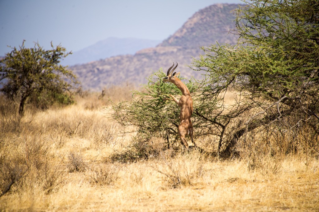 male gerenuk on hind-legs eating from the top of a low bush. His muscles are very distinct