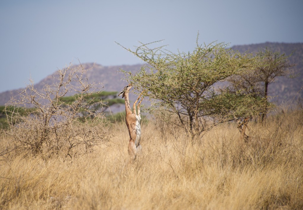 the gerenuk is using its front legs to give it extra balance so that it can stretch its neck back and up to reach even higher leaves