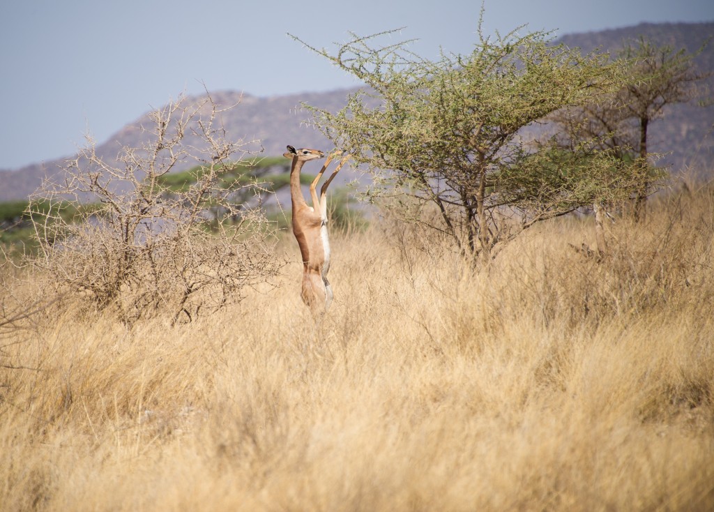 the gerenuk is holding the branches down with its front legs so it can get at the best leaves