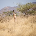 the gerenuk is holding the branches down with its front legs so it can get at the best leaves
