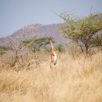 female gerenuk balanced totally on her hind -legs