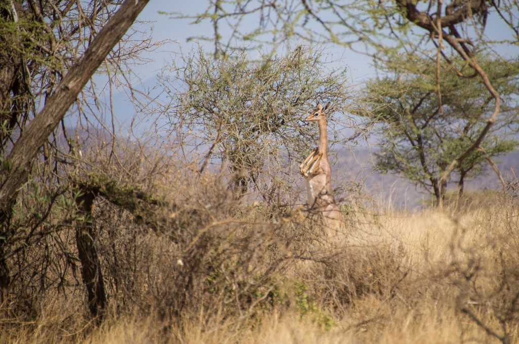 female gerenuk perfectly balanced on her hind-legs with her front legs pulled in above her chest. She is about to drop to the ground.