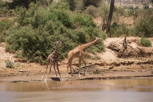 a mature and a juvenile reticulated giraffe by the river. The juvenile has a darker colour to its coat.