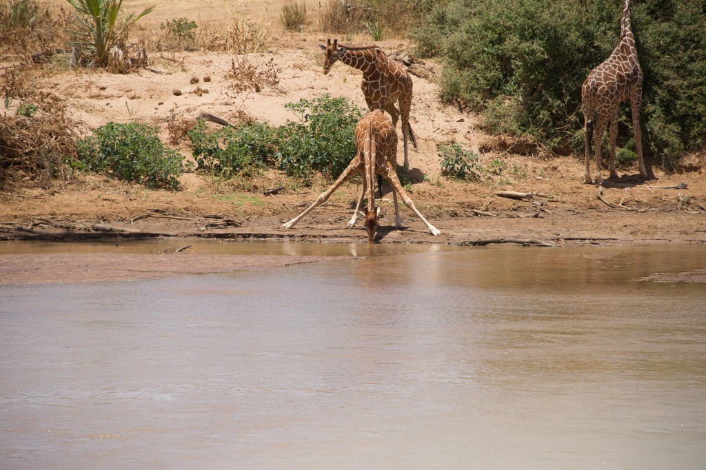 young reticulated giraffe drinking from the river with front legs locked but fully splayed
