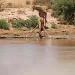 young reticulated giraffe drinking from the river with front legs locked but fully splayed