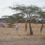 out in open ground 4 gerenuk are all feeding from one tree and in the background is grazing oryx