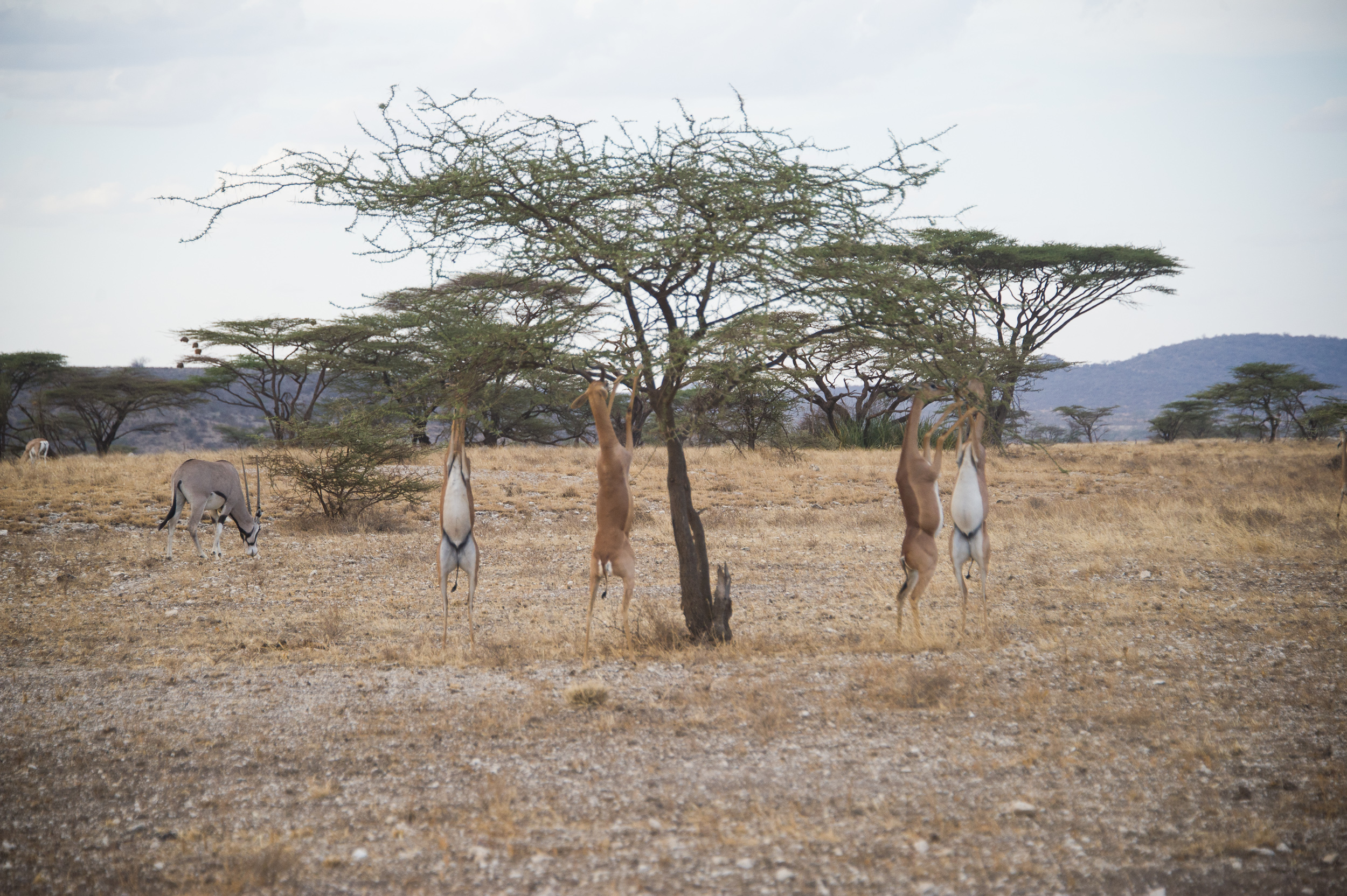 Gerenuk – almost on stilts