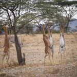 a closer view of the 4 gerenuk all on their feet. They look like they are dancing!