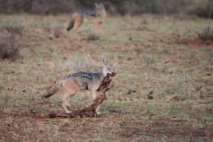 Black-backed jackal moving the remains of a carcase