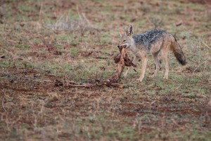 The black-backed jackal tugging at the remains of the kill.