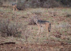 Blacked-backed jackal pauses and looks back before jogging away