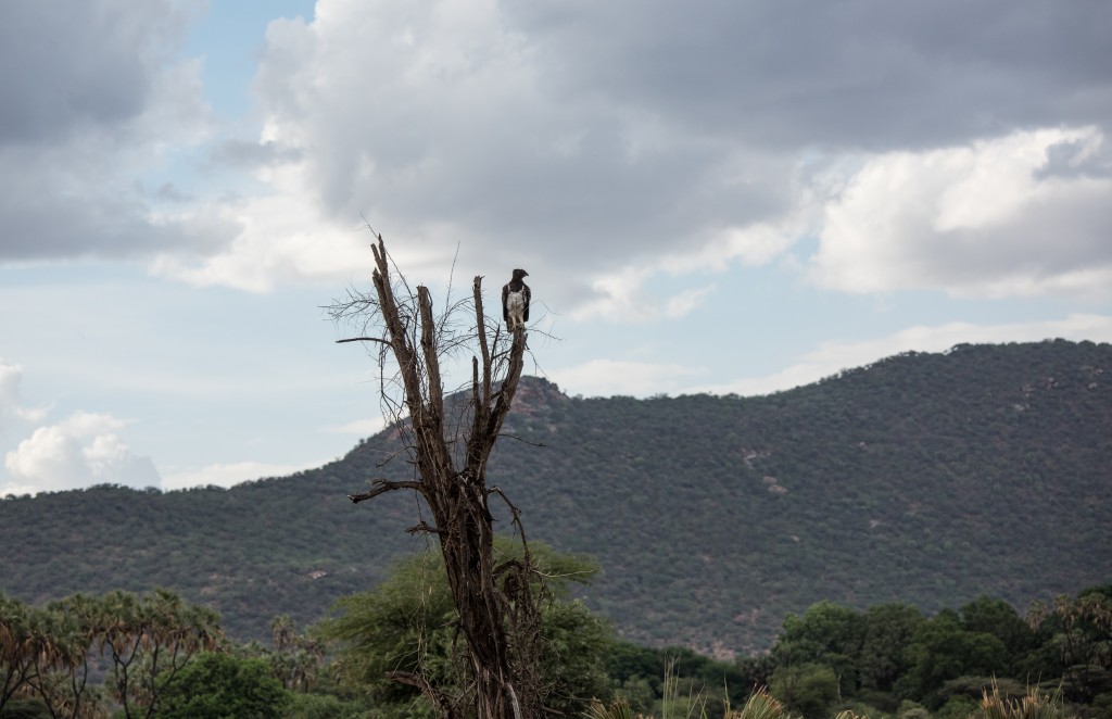 Long shot of a Martial Eagle perched on a dead tree against a stormy sky.