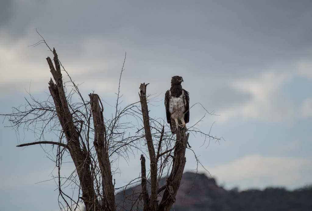 Closer view of the Martial Eagle perched on a dead tree.