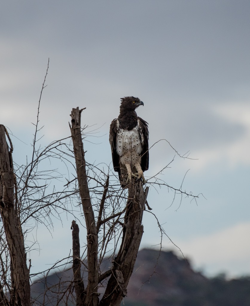 Close-up of a martial eagle perched on a dead tree.