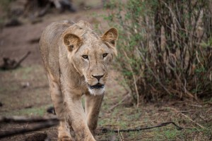 Slow and measured the lioness approaches