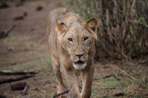 Lioness keeps coming towards us and seems to look down the lens.