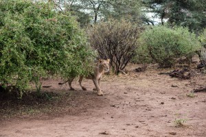 The lioness reappears from behind the bush.
