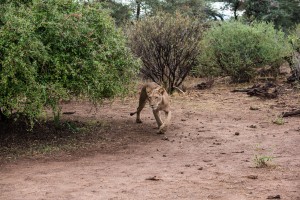 The lioness comes around the bush and moves to our left.
