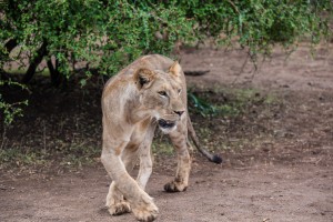 A lioness changing direction and illustrating her tight turning circle