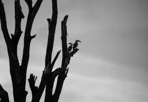 A pair of hornbills silhouetted against a stormy sky