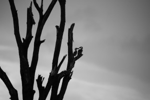 The red-billed hornbill are in the fork of a dead tree with a dramatic dark sky behind