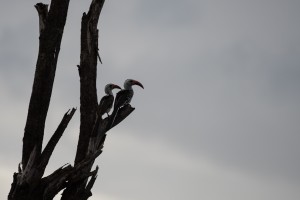 A pair of red-billed hornbill perched on a dead tree