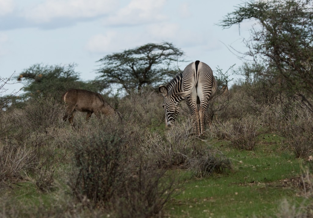 The grevy zebra is facing away and this shot shows its rump.