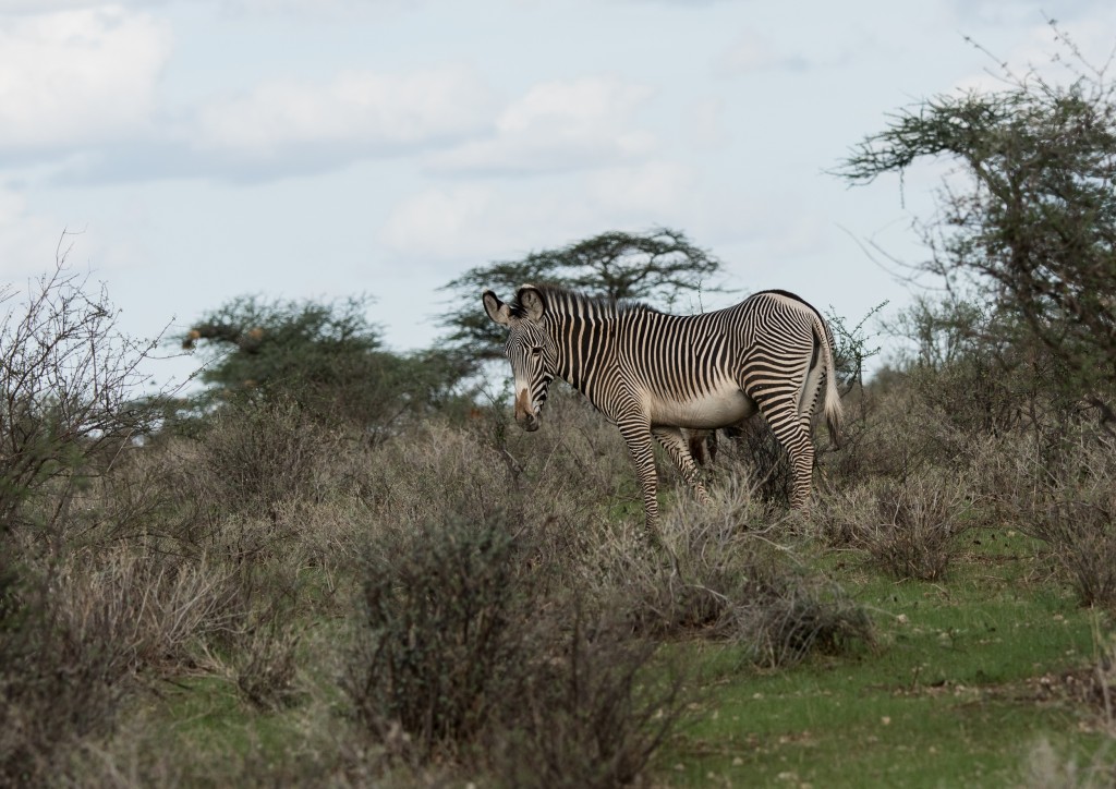 A grevy zebra stands sideways on showing its thin stripes and white belly.