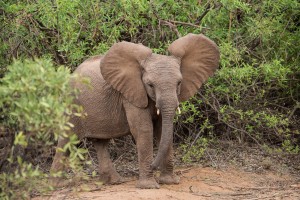 The baby elephant emerging from the bush is initially surprised seeing us there.