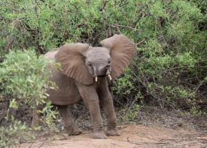 Baby elephant ears up and trunk waving.