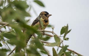 Picture of d'Arnaud's barbet