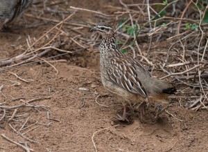 Photo of a crested francolin