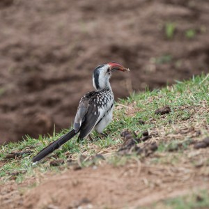 Photo of a red-billed hornbill with a large insect