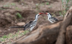 Pair of red-billed hornbills passing insects to each other