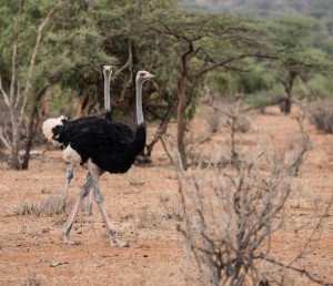 Male Somali ostrich taking a stroll