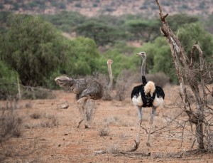 Male Somali ostrich showing its tail feathers and heading towards a female ostrich. It has twisted its neck right round so it can see us over its shoulder