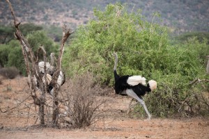 Male Somali ostrich is moving aggressively towards a couple of rivals